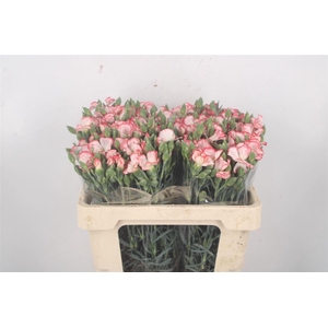 Di Symply Strike Red White