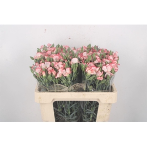 Di Symply Strike Red White