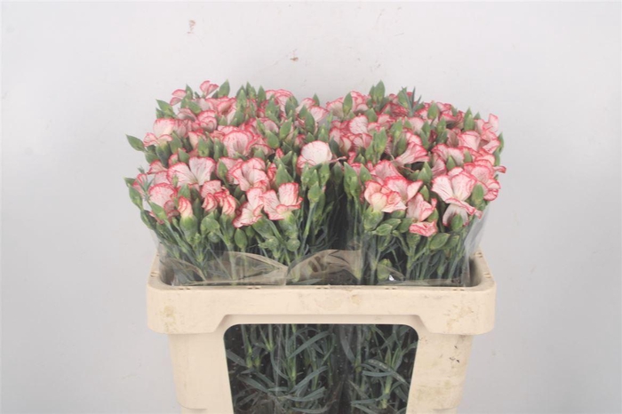 <h4>Di Symply Strike Red White</h4>