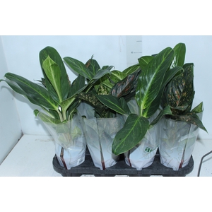 AGLAONEMA VARIADA P12