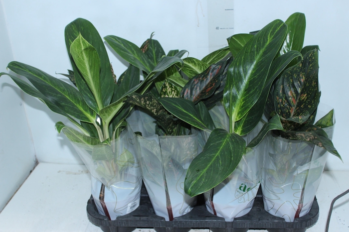 AGLAONEMA VARIADA P12