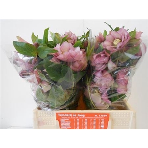 HELL DB ELLEN PINK