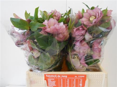 HELL DB ELLEN PINK