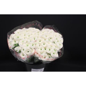 Cloni X White Niveox100