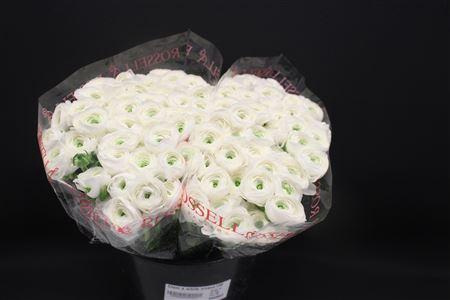 <h4>Cloni X White Niveox100</h4>