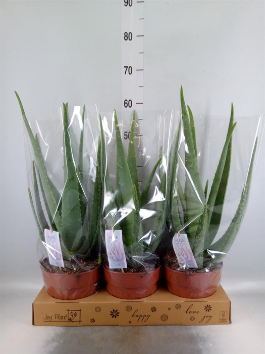 <h4>Aloe vera</h4>