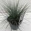 Festuca 'Elijah Blue'