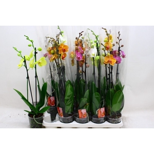PHAL GEM 6 KL