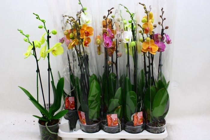 <h4>PHAL GEM 6 KL</h4>