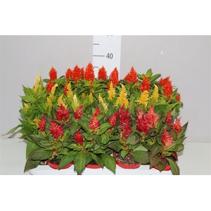 Celosia Arg Kelos Fire Gemengd