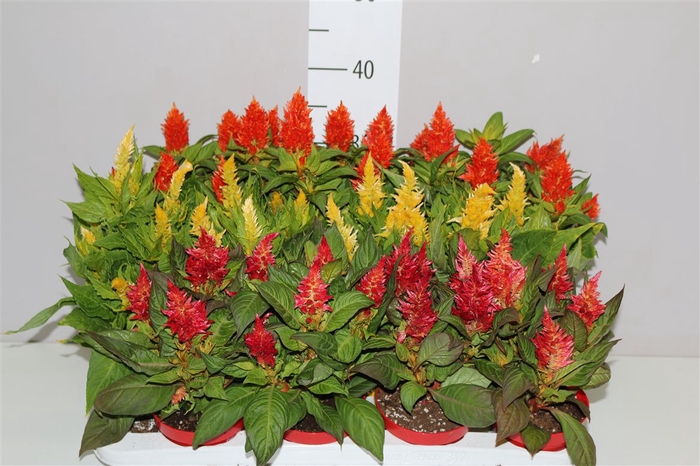 <h4>Celosia Arg Kelos Fire Gemengd</h4>