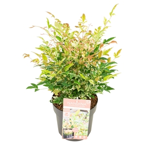 Nandina dom. 'Twilight'