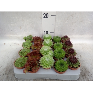 Sempervivum   ...mix