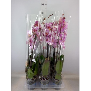 Phalaenopsis   ...