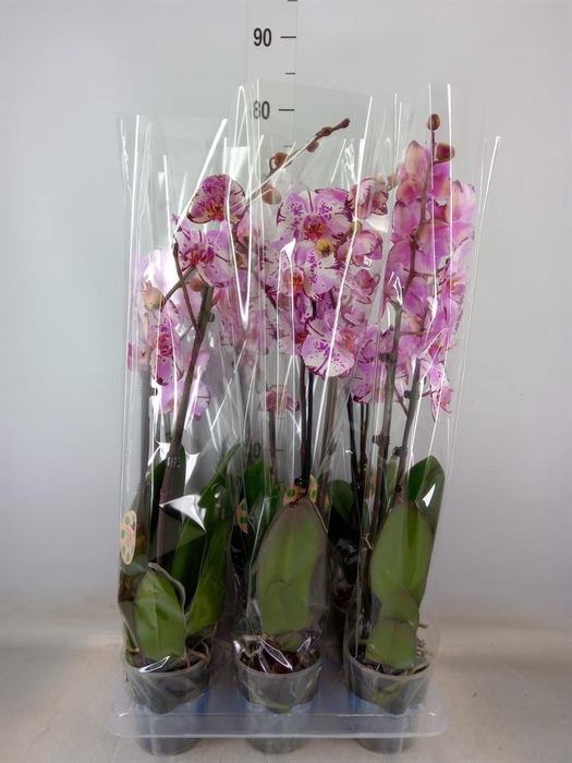 <h4>Phalaenopsis   ...</h4>