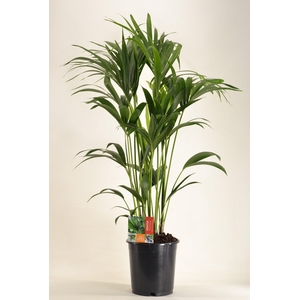 KENTIA - P24 H120 - 6PP (Howea forsteriana)