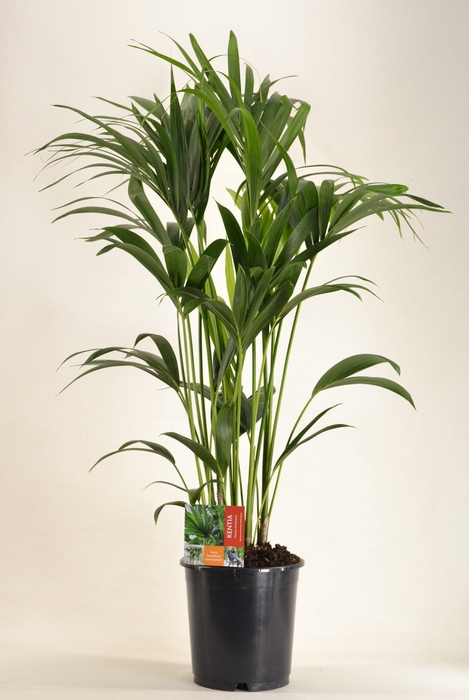 <h4>KENTIA - P24 H120 - 6PP (Howea forsteriana)</h4>
