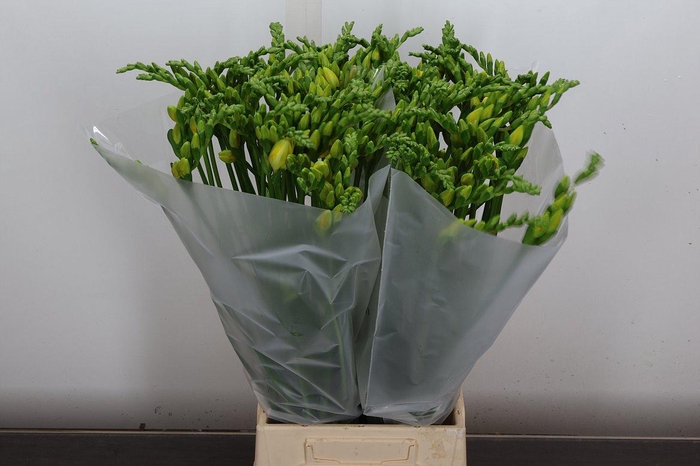 <h4>Fr Du Ballade</h4>