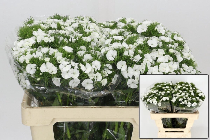 <h4>DI BARB DUKE BRE</h4>