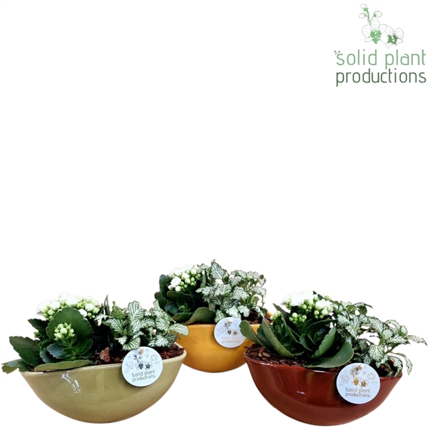 <h4>NV012 Evelyn Autumn Kalanchoë Fittonia</h4>