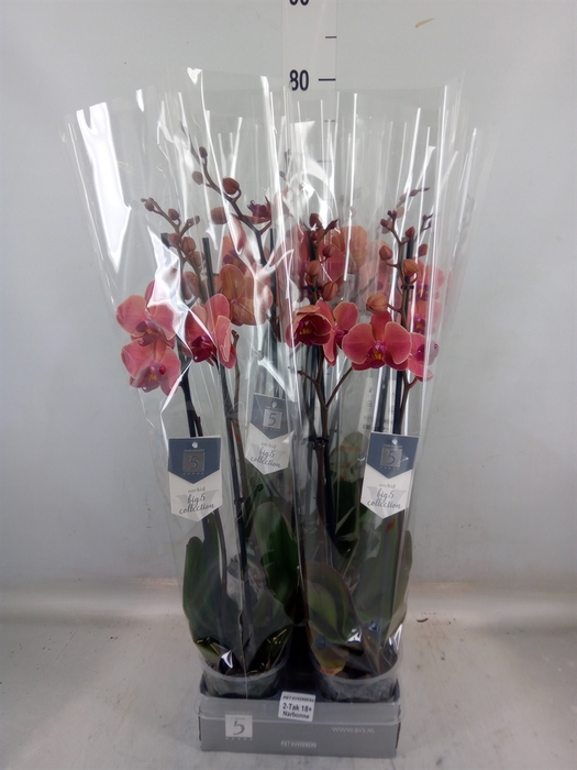 <h4>Phalaenopsis  'Ant Narbonne'</h4>