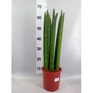 Sansevieria cyl.  ...