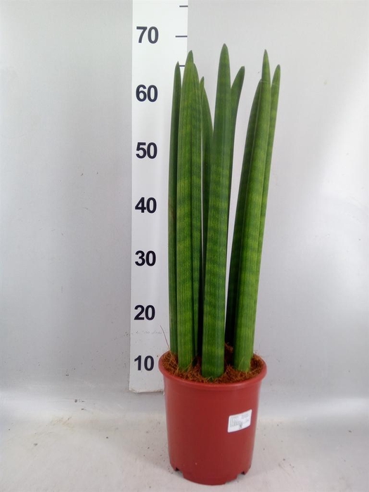 <h4>Sansevieria cyl.  ...</h4>