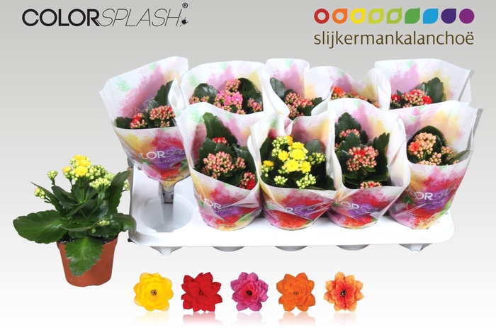 <h4>KAL GE GEM 5 KL</h4>