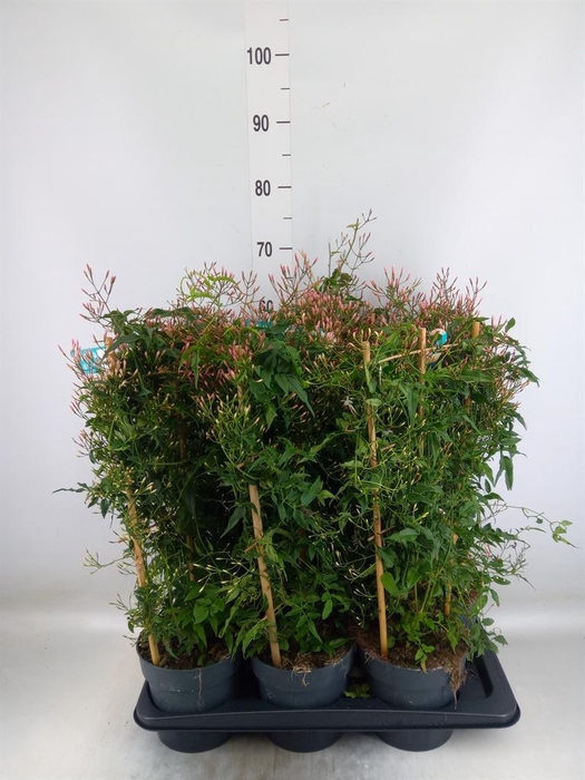 <h4>Jasminum polyanthum</h4>