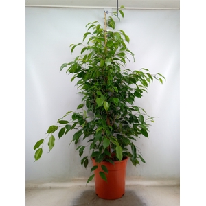 Ficus benja. 'Exotica'