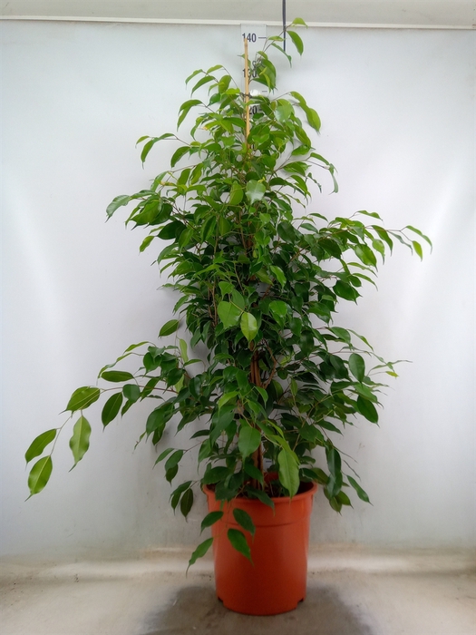 <h4>Ficus benja. 'Exotica'</h4>
