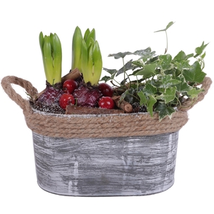 Winter Arr. Hyacint Zinc Pot Oval Rope Ø23cm 4PP