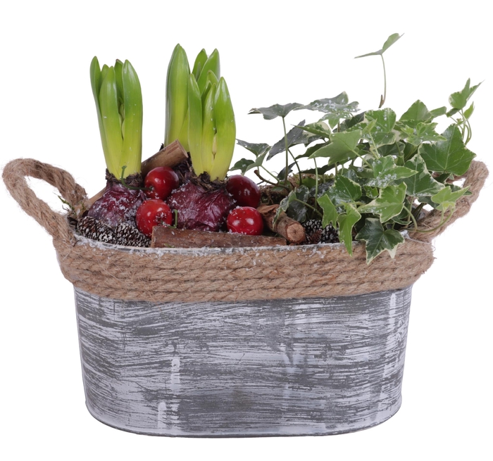 <h4>Winter Arr. Hyacint Zinc Pot Oval Rope Ø23cm 4PP</h4>