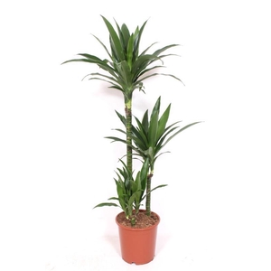 Dracaena Janet Craig 60-30-15