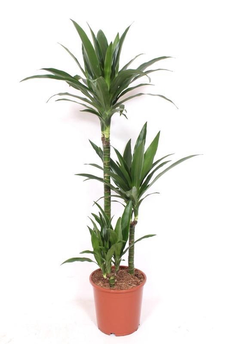 <h4>Dracaena Janet Craig 60-30-15</h4>