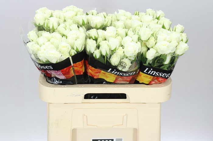 <h4>Rosa Tr Pascua!</h4>