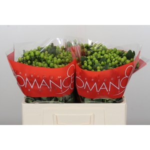 Hypericum Lucky Romance