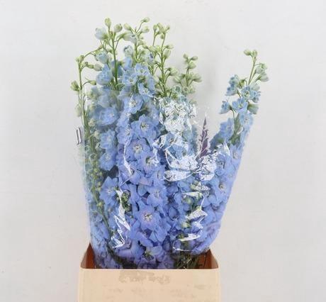 <h4>DELPH DU DEWI BOY</h4>