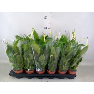 Spathiphyllum  'Chopin'