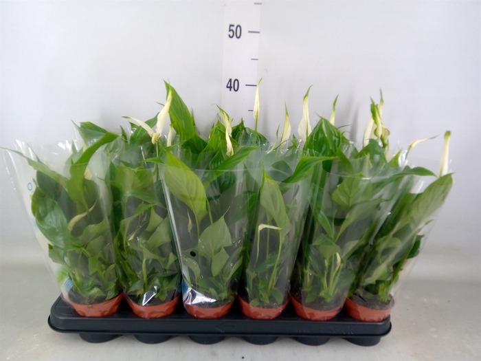 <h4>Spathiphyllum  'Chopin'</h4>