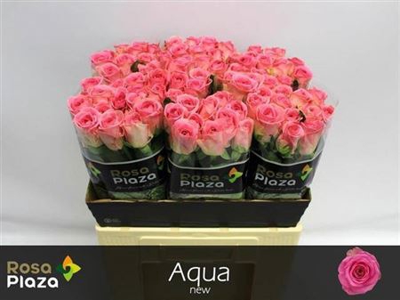<h4>R Gr Aqua!</h4>