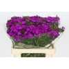 Dianthus Br Amazon Neon Purple