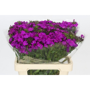 Dianthus Br Amazon Neon Purple