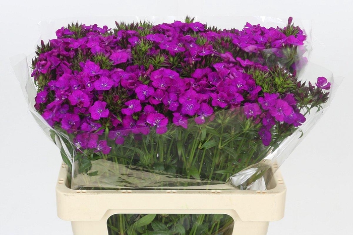 <h4>Dianthus Br Amazon Neon Purple</h4>