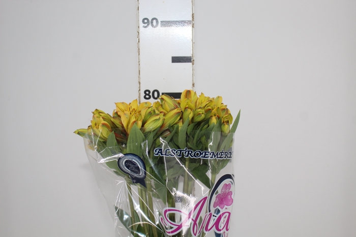 <h4>ALSTROEMERIA CARIBBEAN 080 CM</h4>