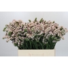 Limonium Apricot Sun Birds