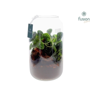 Green Bottle Isabella XXLarge met Scindapsus