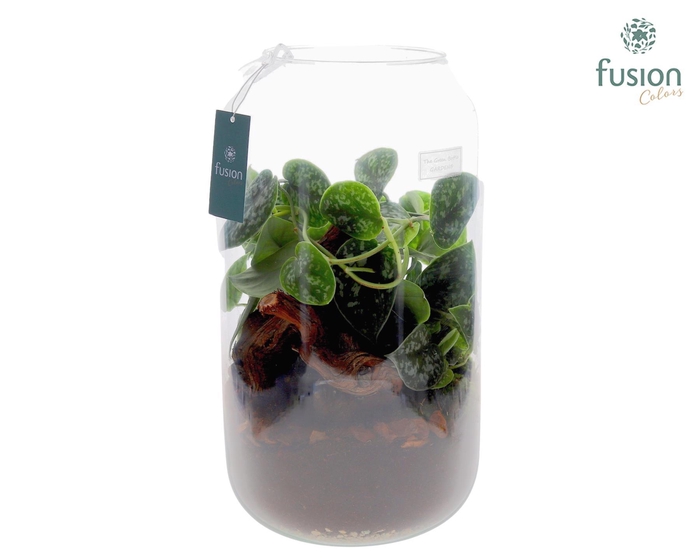 <h4>Green Bottle Isabella XXLarge met Scindapsus</h4>