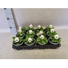 Viola cornuta F1 White with Blotch