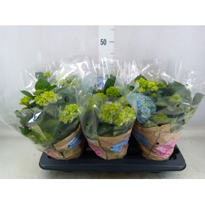 Hydrangea mac. 'Early Blue'